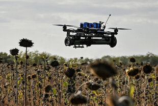Eine First-Person-Viev-Drohne mit einem angebauten Granatenwerfer fliegt über ein Feld vertrockneter Sonnenblumen.